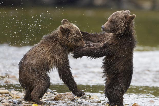 Bears-2, Copyright Walt Disney Studios Motion Pictures