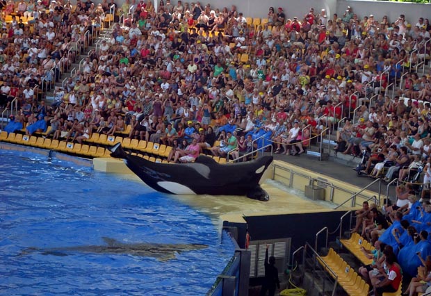 Blackfish-1, Copyright  Magnolia Pictures / NFP Marketing & Distribution