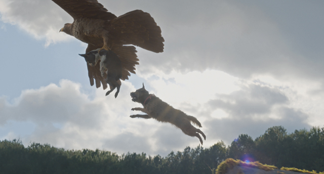 Strays 2 - Copyright UNIVERSAL STUDIOS