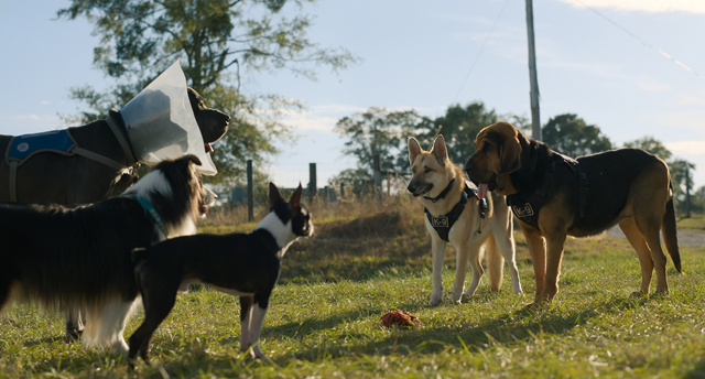 Strays 4 - Copyright UNIVERSAL STUDIOS