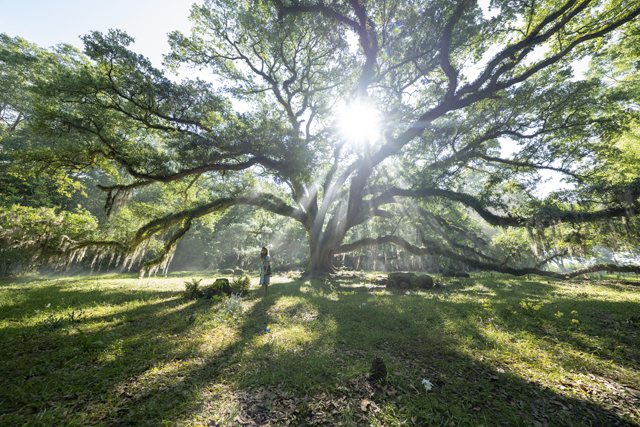 Where Crawdads 2 - Copyright SONY PICTURES